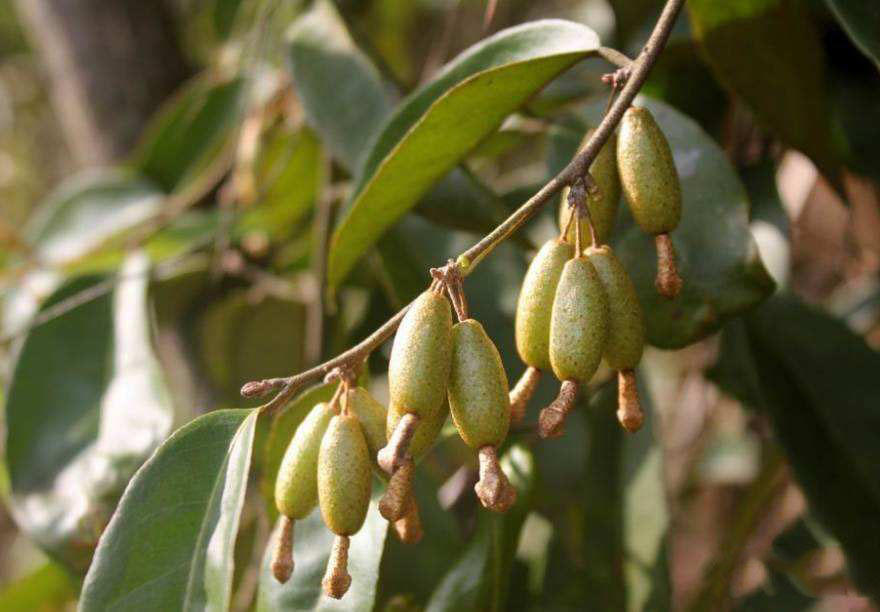 四川人称它羊奶果,3月下旬就成熟,一年只有半