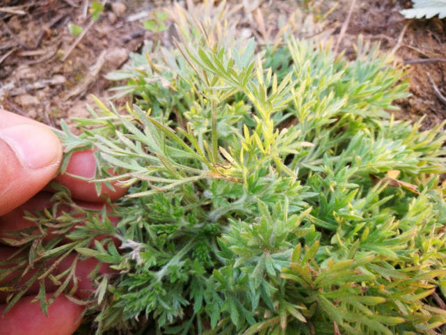 腾讯内容开放平台