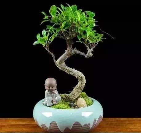 小榕树盆景怎么弄造型?修剪成什么样子最合适