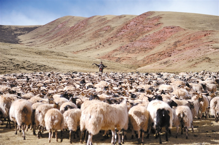 产业升级迎发展贡觉县养殖阿旺绵羊已有1400多年的历史.