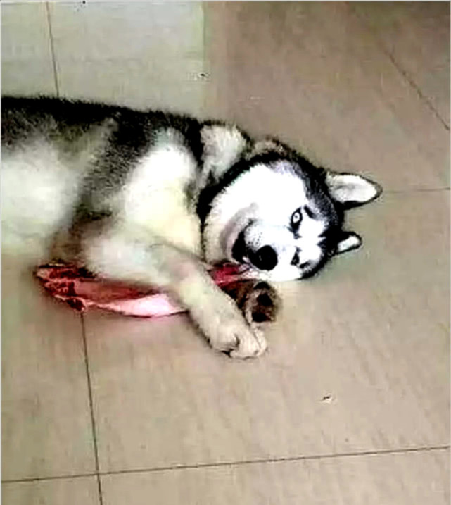 哈士奇偷吃猪蹄被主人当场发现,结果还一脸高冷:吃点怎么了