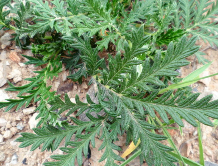 它被人称"鸡爪参",若见到还请一定保护好,目前宝贵得30一斤