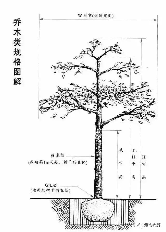 1 乔木 乔木是指树体高大,有明显主干,树干和树冠有明显区分的树木.