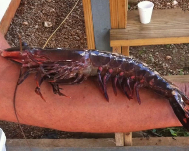 河里捕捞到巨型虎虾,人们不关心能不能吃,反而感到担忧!