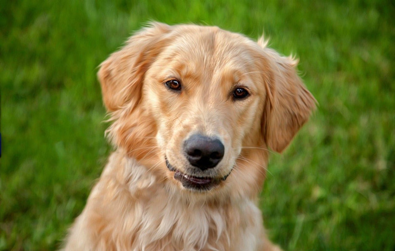 盘点4种不咬人的狗,阿拉斯加见人就舔,最后一