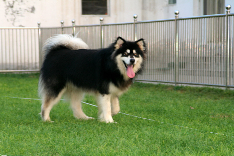 盘点4种不咬人的狗,阿拉斯加见人就舔,最后一