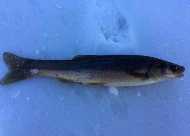 東北人最喜歡的這種魚,體型不大卻是大家都想釣的,看看你認識嗎