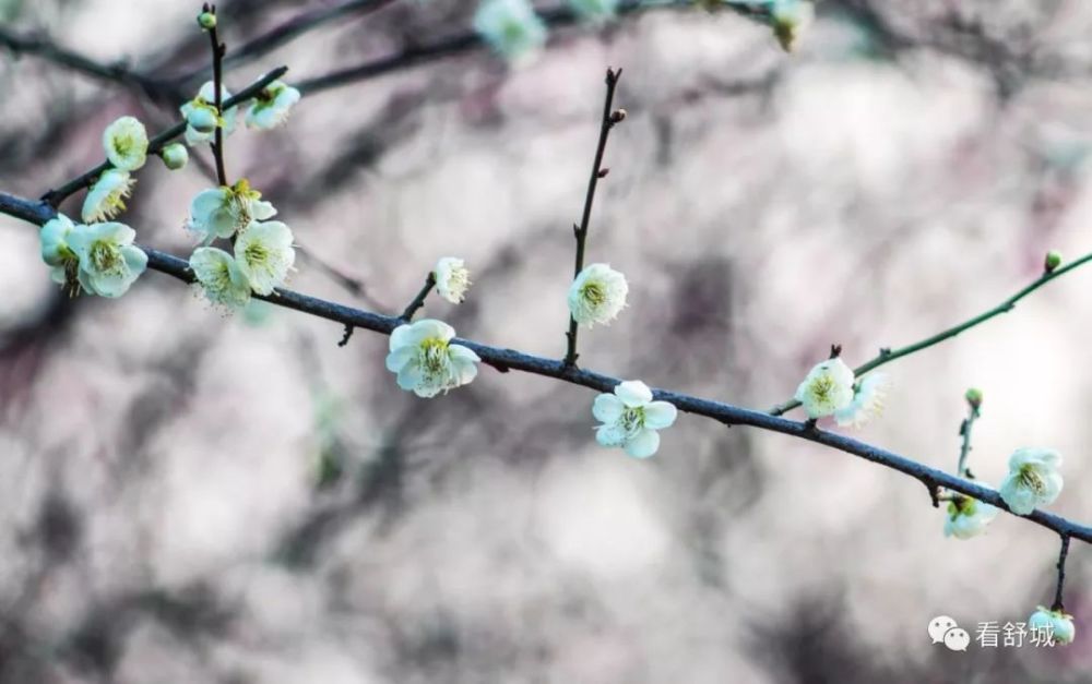 舒城南港镇要改名成梅花镇了!你还不知道?快