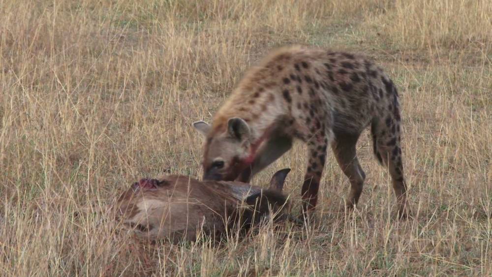 最让人讨厌的食肉动物,鬣狗活吃角马,画面不忍直视