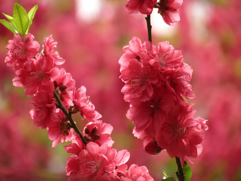 人面桃花相映红:桃花有了,就差你了,还不快来肇庆七星岩赏桃花
