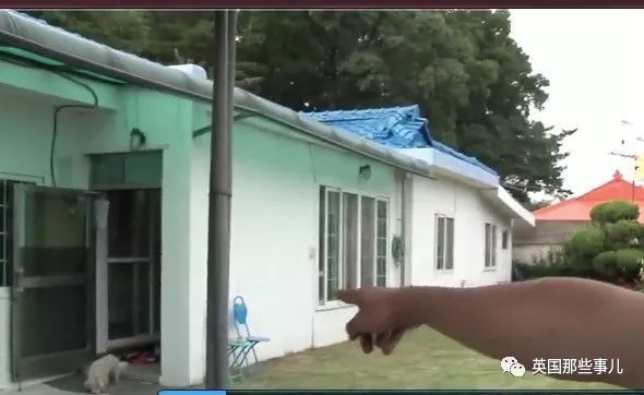 家里母狗连生50只一模一样的小狗崽,负心渣狗