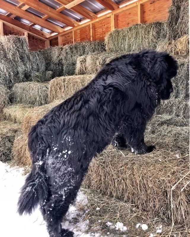 养一只巨巨巨巨巨巨巨巨巨巨大的纽芬兰犬 这屎估计要铲不少