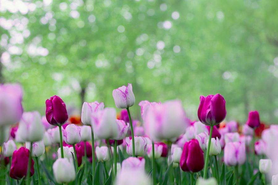 一首伤春宋词精美无比堪比精彩唐诗传说是王安石梦中所作