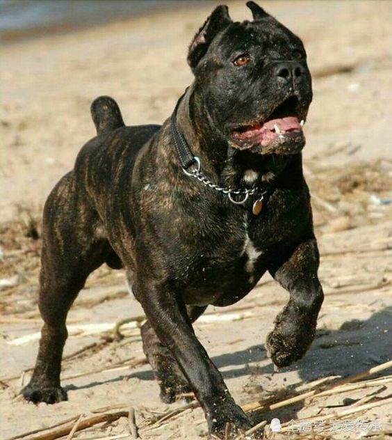 如今饲养大型护卫犬的宠物爱好者越来越多,而在犬种的选择上却是伤透