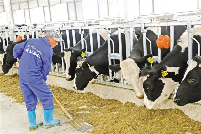 拉萨市城关区高标准奶牛养殖中心员工正在给奶牛喂饲料.