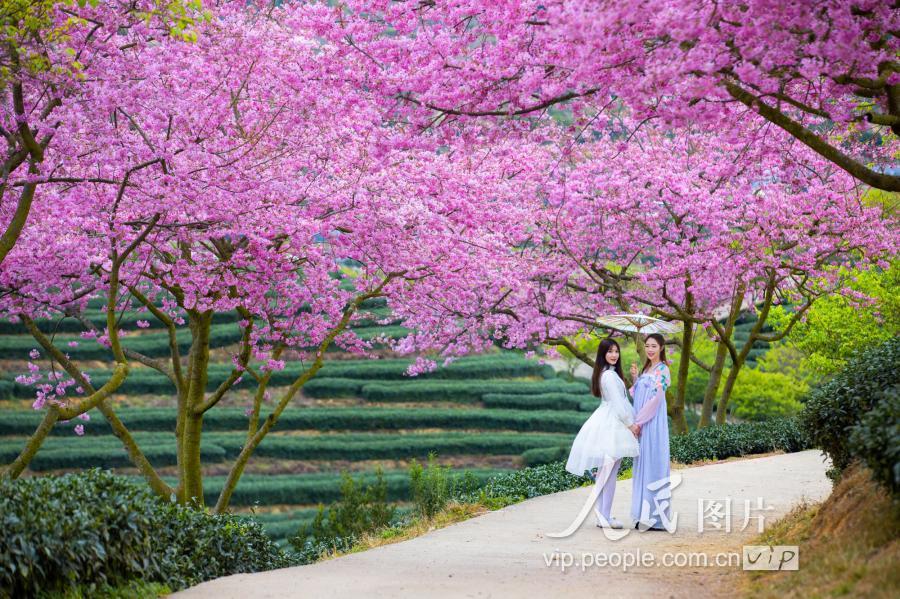 福建漳州:樱花园樱花盛放 景美如画