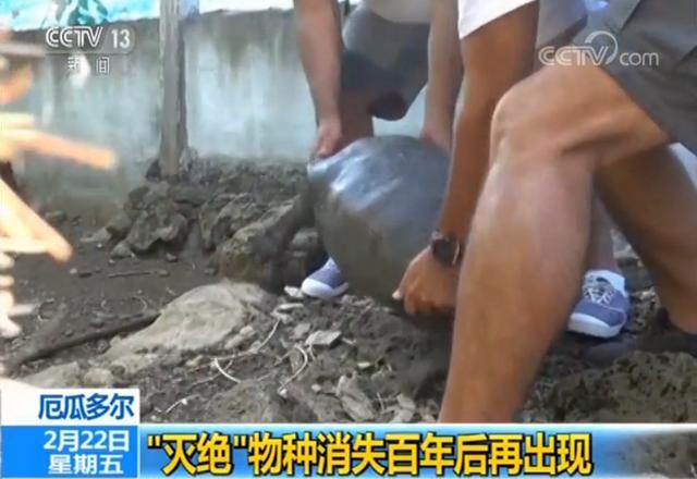 宣告灭绝的象龟又找到一只,"孤独的乔治"的老婆?-龟谷鳖老