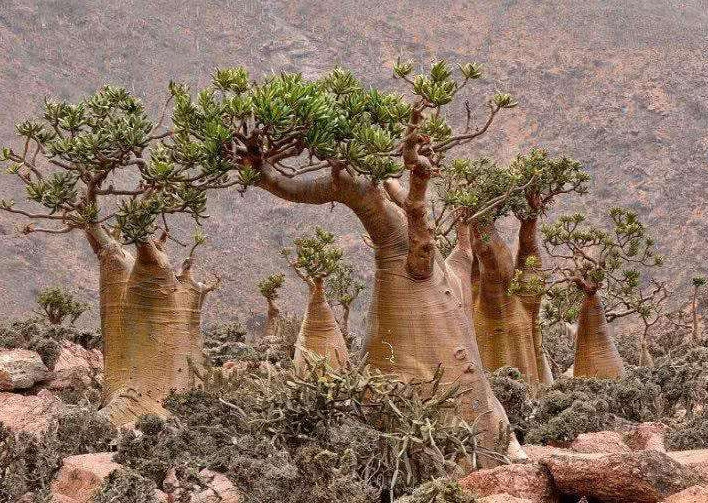 沙漠里的一种"救命树",割开树皮流出水,可以直接饮用