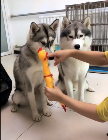 女主人教育哈士奇咬人就是这样的下场,没想到一出手男主人遭殃了