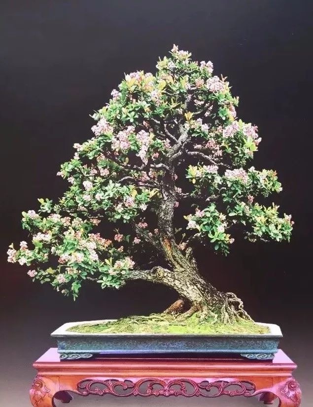 石斑木(春花)盆景的鉴赏与养护