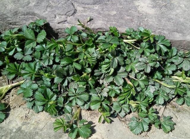 蛇韩又叫做蛇含委陵草,蛇衔草.