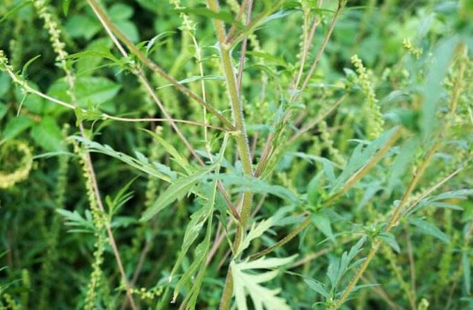 這植物100棵可使玉米絕收,花粉還可致人患病,遇見請一定注意_騰訊新聞