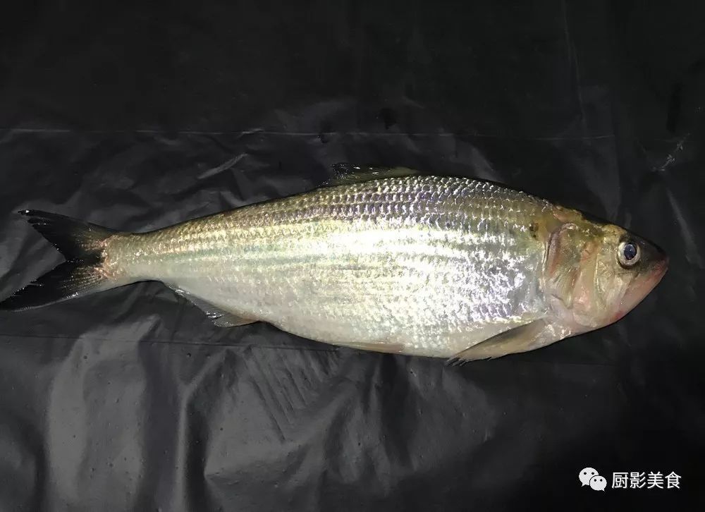 最昂贵的食用鱼类排行榜 腾讯新闻