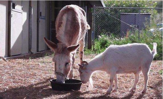 一只羊爱上了一头驴,驴说