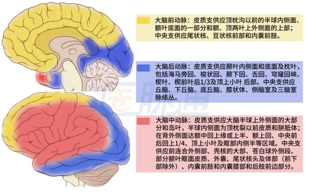 脑动脉供血区的彩色图谱来了神经科医生得人手一份