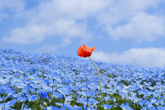 说起春天 大部分的人首先想到的 一定是樱花和桃花 但是 你见过蓝色的