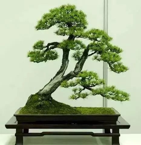 中国盆景五大流派,谁更胜一筹?