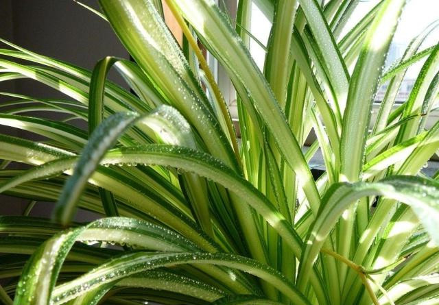 吊兰换盆时萝卜根能不能剪要注意什么