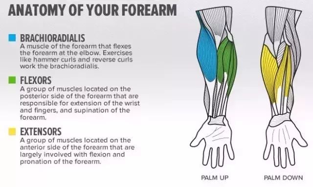 和小腿肌不同的是,前臂的肌肉群——前臂手肘周边的肱桡肌和手腕附近