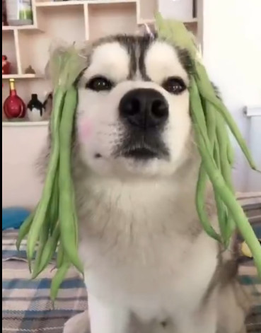 主人用菜给哈士奇当假发,哈士奇一脸生无可恋