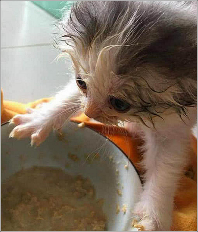 女子给小奶猫喂食发现它吃相有点奇怪走近一看差点笑出鼻涕泡