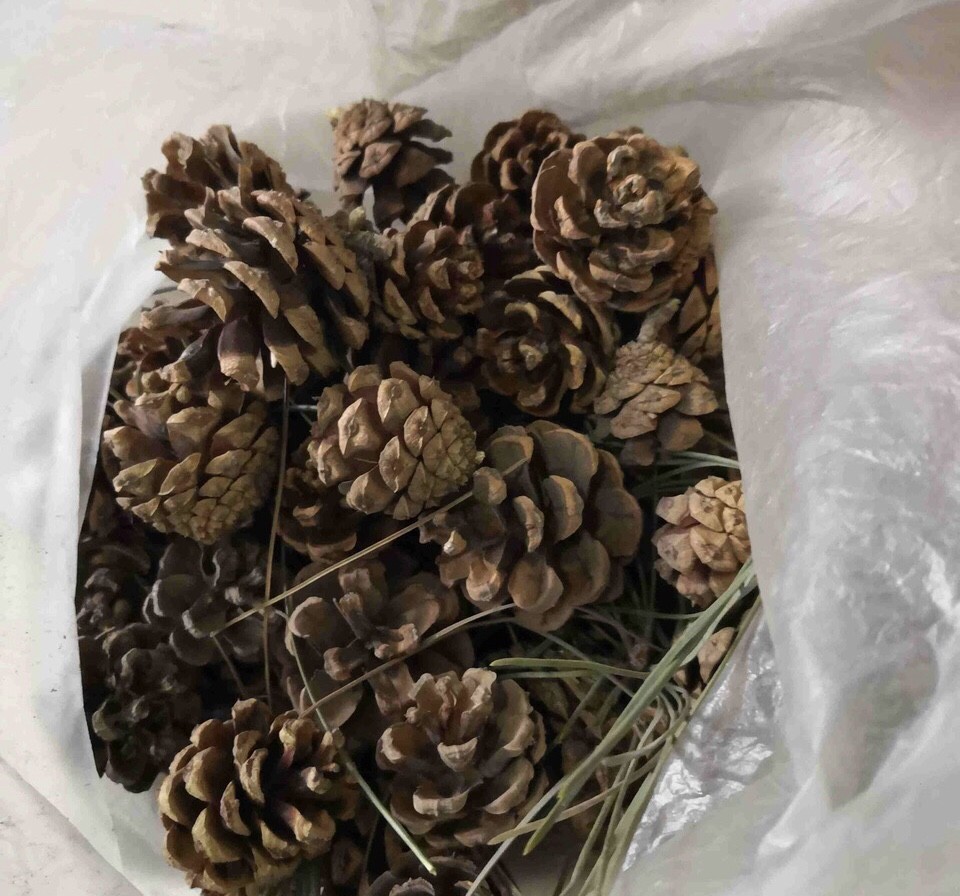 松树浑身是宝3样东西养花用个个长爆盆根粗叶绿