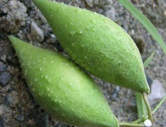 1种"野果",被称为"羊奶瓜",以前都远离"它",现在珍贵!