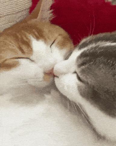 接吻猫分大猫小猫图片