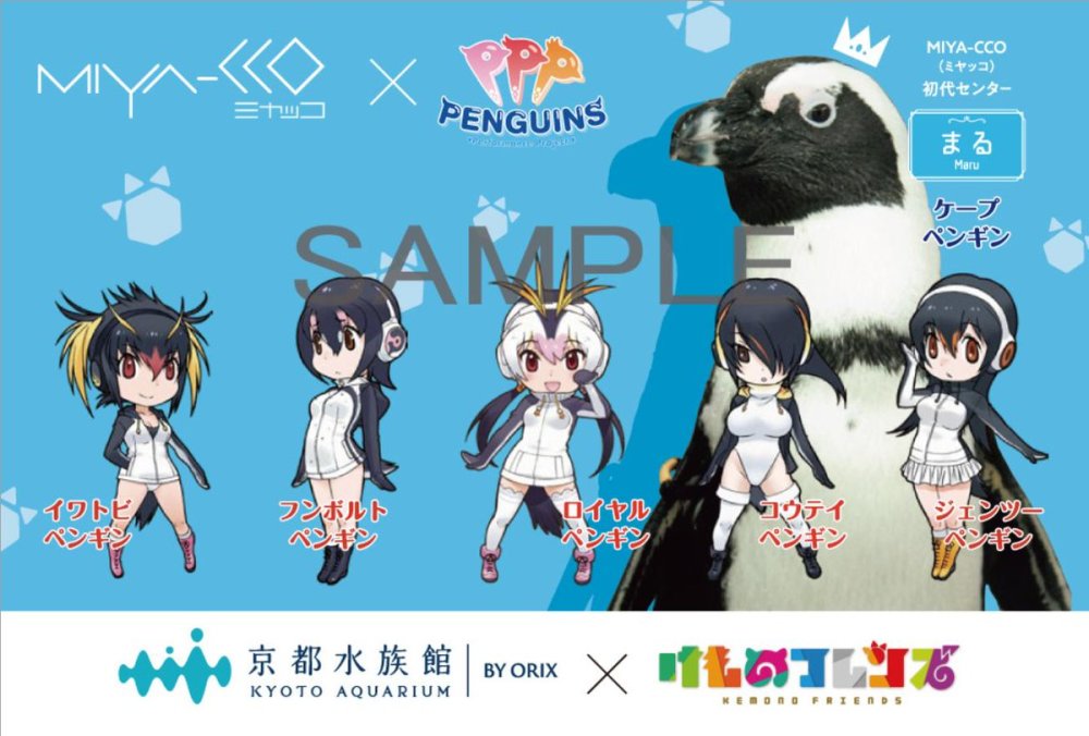 獸娘動物園 與京都水族館偶像企鵝組合聯動 笑彈俱樂部