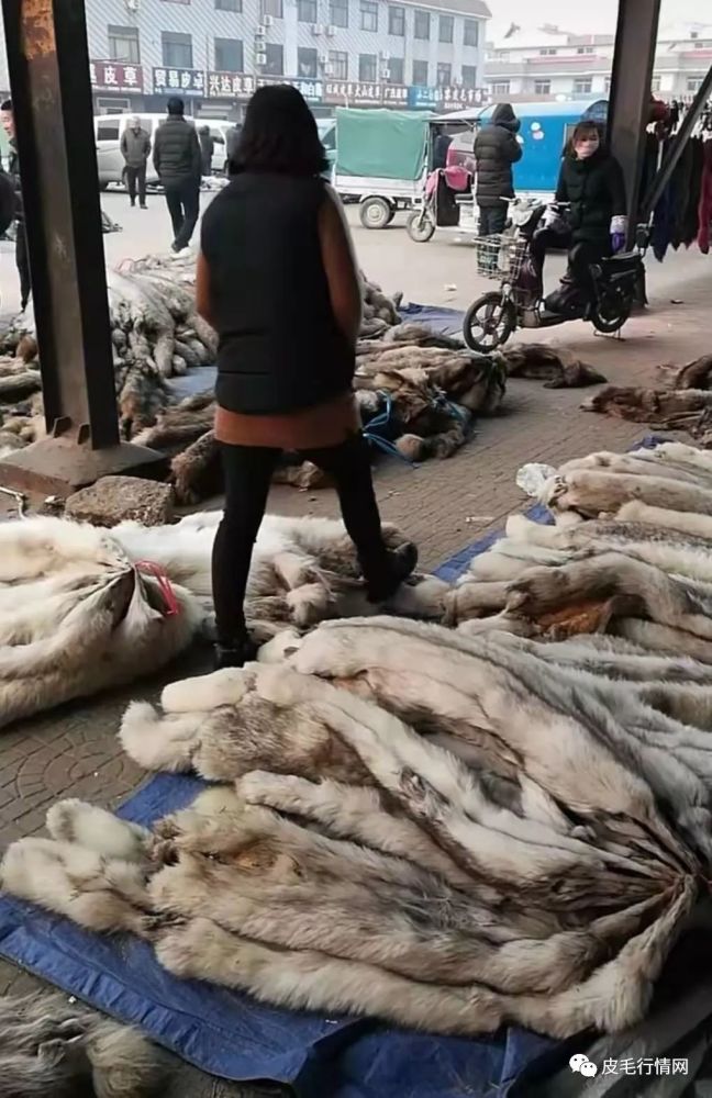 尚村皮毛市场行情2019.2.25