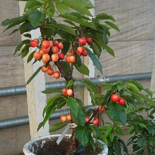 有种"懒人树",庭院果园种都行,好吃又耐活,年年丰收变土豪