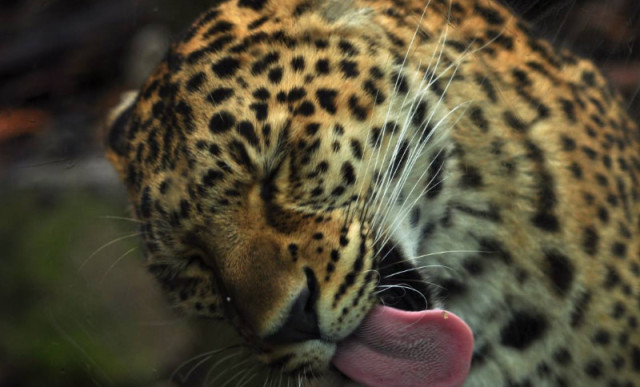 猎豹舌头上的"倒刺"到底有多厉害?老外冒险尝试,结果可想而知