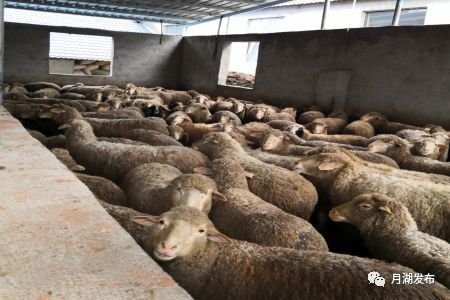 活羊屠宰厂现场