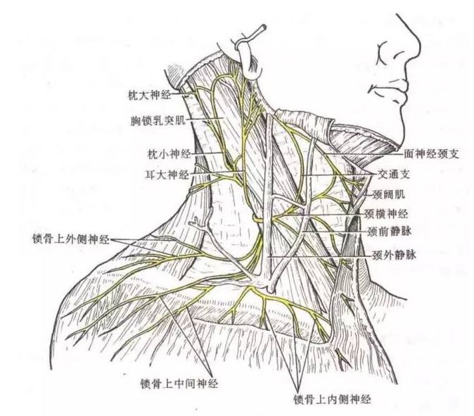 鎖骨下動脈 subclavian artery由胸鎖關節至鎖骨中點畫一向上的弧線