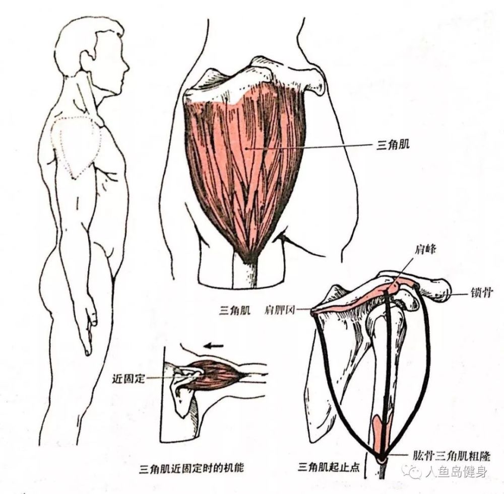 三角肌中束起于肩蜂,止于肱骨粗隆.