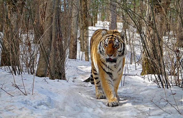 家门口惊现一只老虎,男子吓得赶紧报警处理,随后一幕让人很暖心