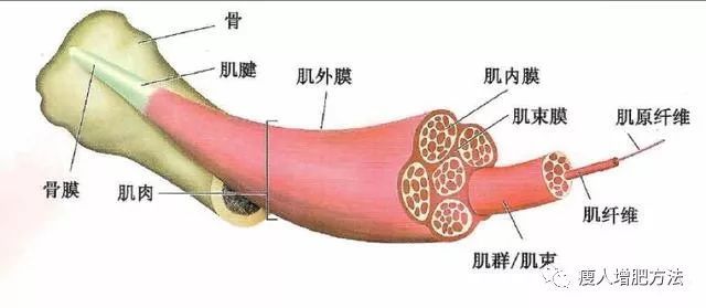 健身增重是什么原理_幸福是什么图片(3)