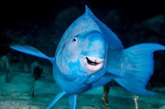 蓝色鹦嘴鱼每天在海底嚼岩石它可是白色沙滩的建造者