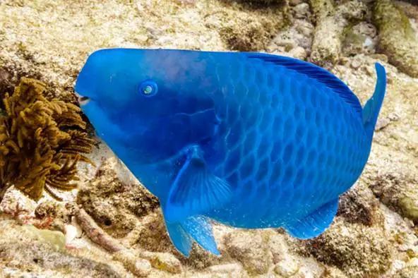 蓝色鹦嘴鱼每天在海底嚼岩石它可是白色沙滩的建造者