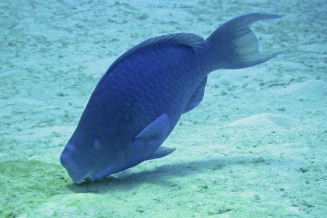 蓝色鹦嘴鱼每天在海底嚼岩石它可是白色沙滩的建造者